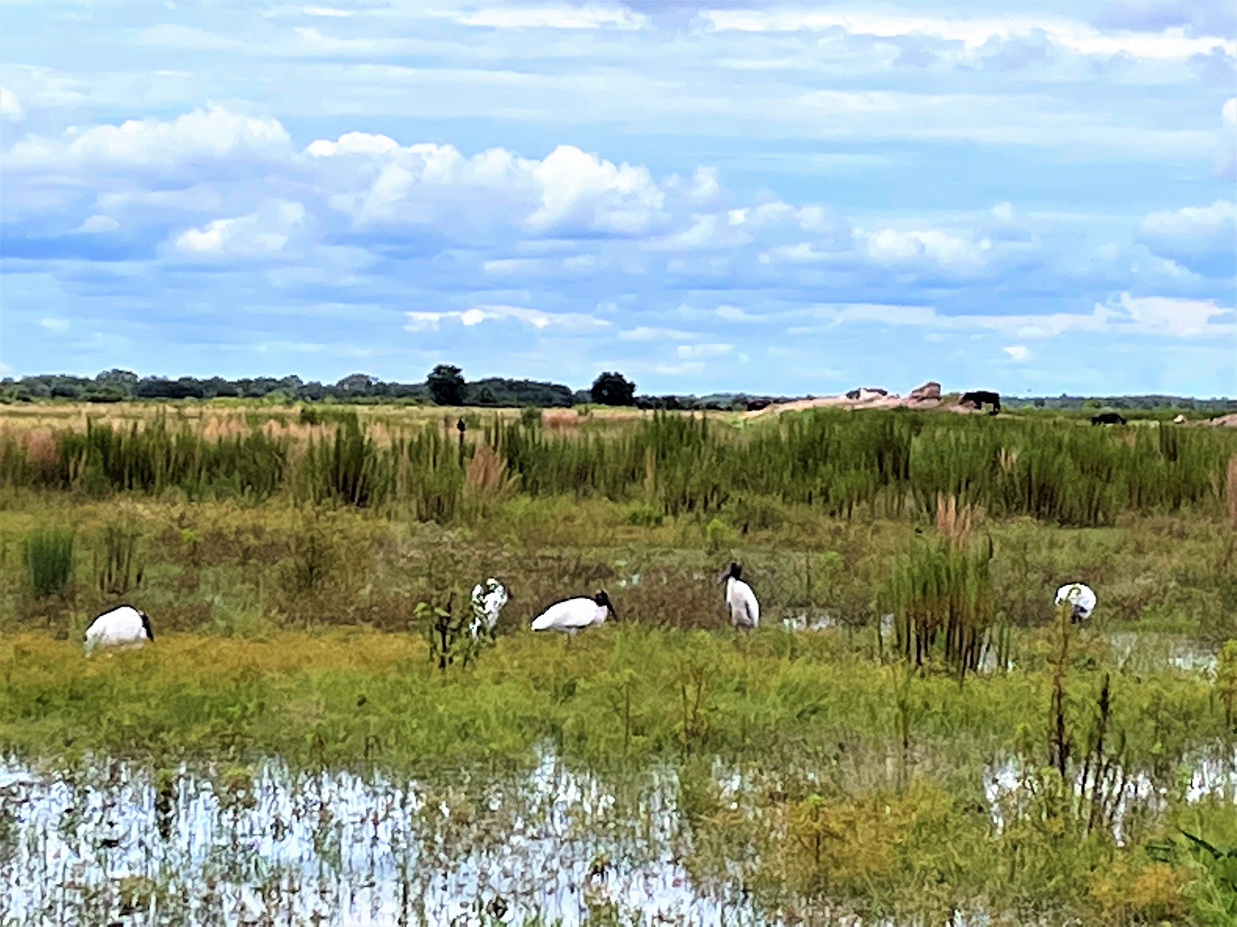 USDA begins accepting applications for Florida agricultural conservation funding