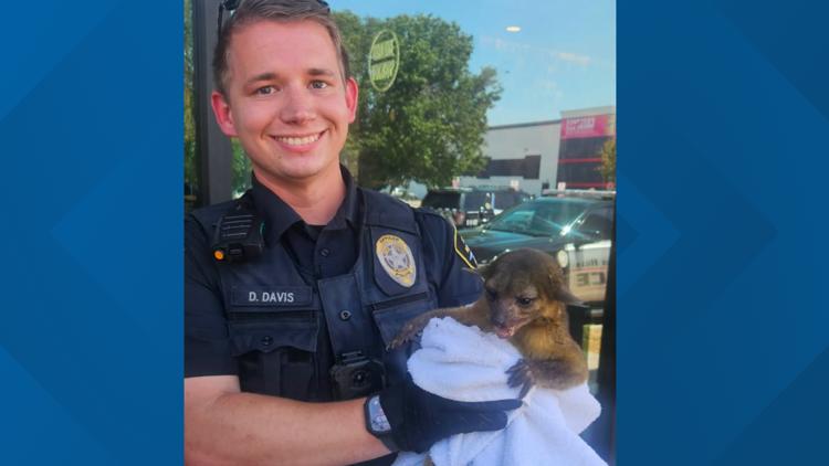 North Richland Hills police rescue rainforest-dwelling kinkajou from North Texas strip mall