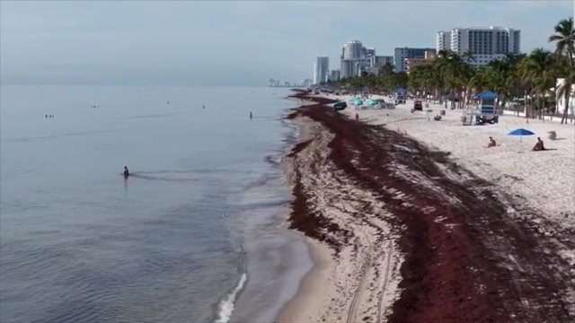 ‘It is getting larger’: FAU researcher discusses effects of smelly sargassum swarming Gulf, Caribbean beaches