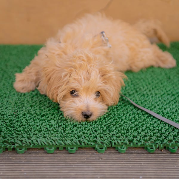The best puppy pads of 2026, according to Consumer Reports