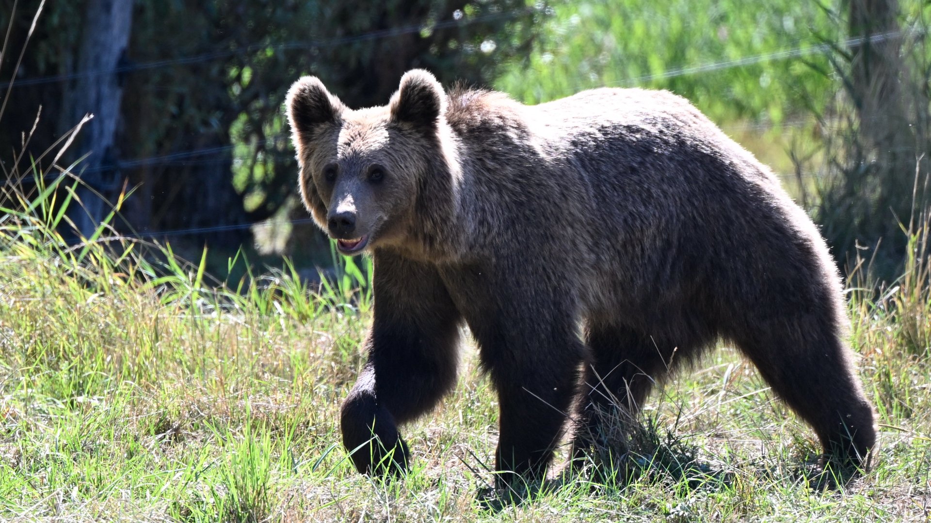 Bear sightings are on the rise. Drought conditions are likely to blame