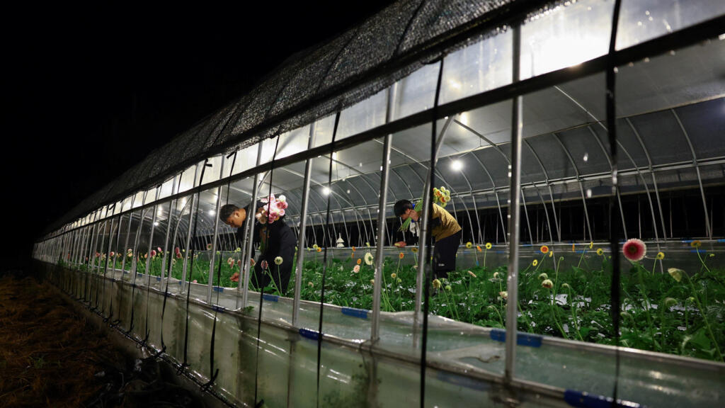 Deadly daytime heat turns Japanese farmers nocturnal