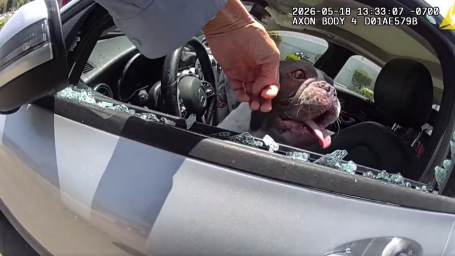 SoCal officer breaks car window to save 5 dogs in distress as police share warning