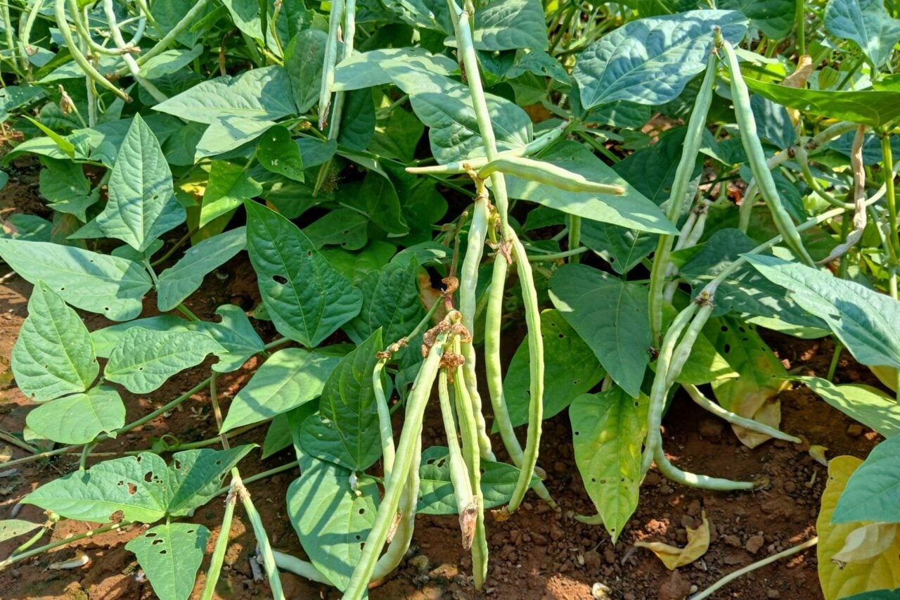 This Plant Summons Parasitic Wasps to Kill Its Enemies