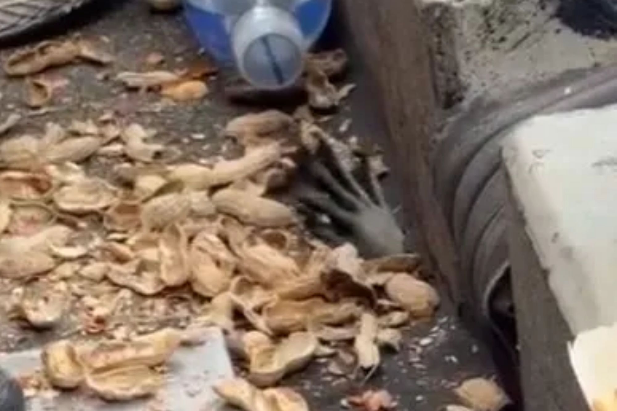 Cute moment furry paw emerges from hole in ground of stadium and grabs nuts and hotdogs fed to it by fans