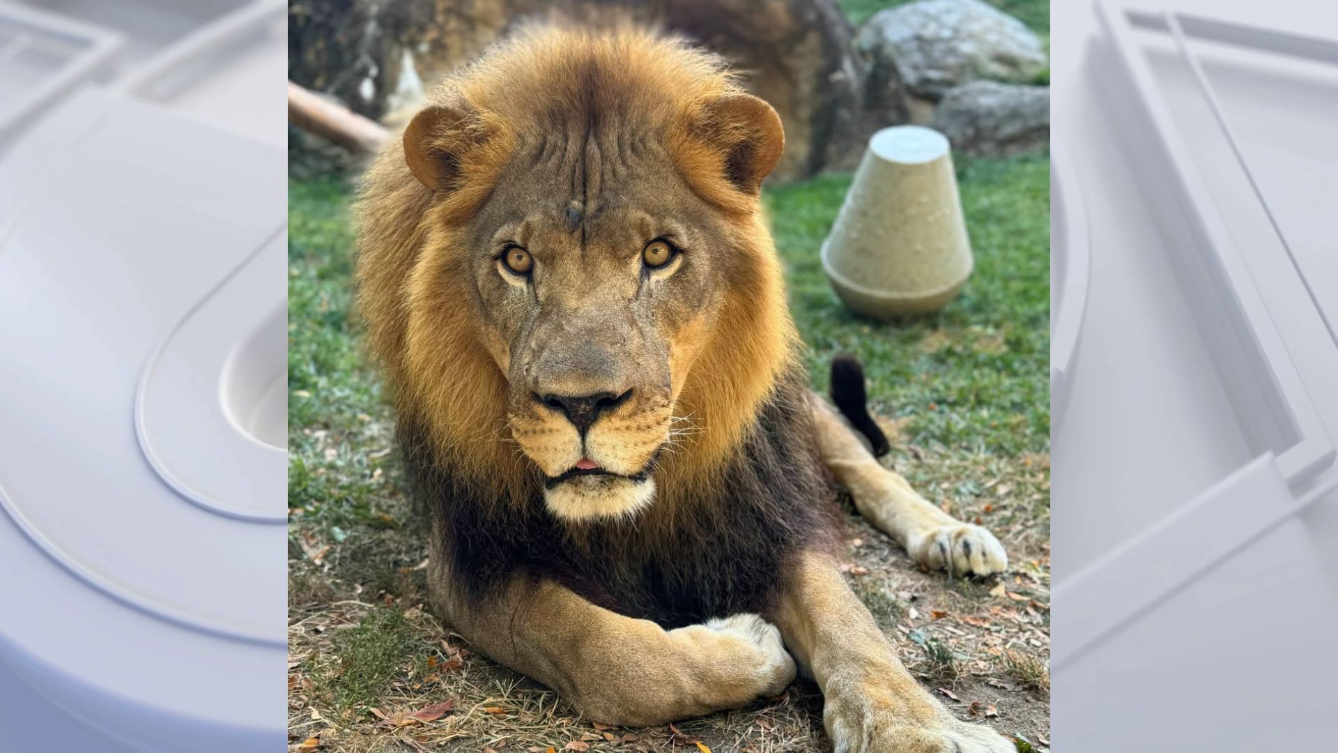 Makini, Philadelphia Zoo's African lion, euthanized after health struggles