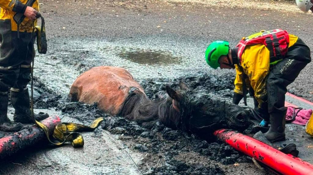 Horse rescued from muddy bog by firefighters