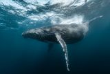 Whale Calls Can Appear to Outrun Sound, Without Breaking Einstein’s Theory of Special Relativity
