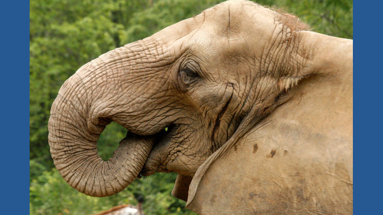 Maryland Zoo plans to remove its last female African elephant from the facility to create a 'bachelor herd.' Here's why.
