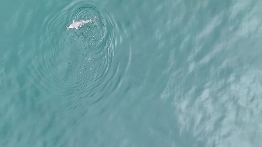 Drone footage shows dolphins using seashells to catch fish