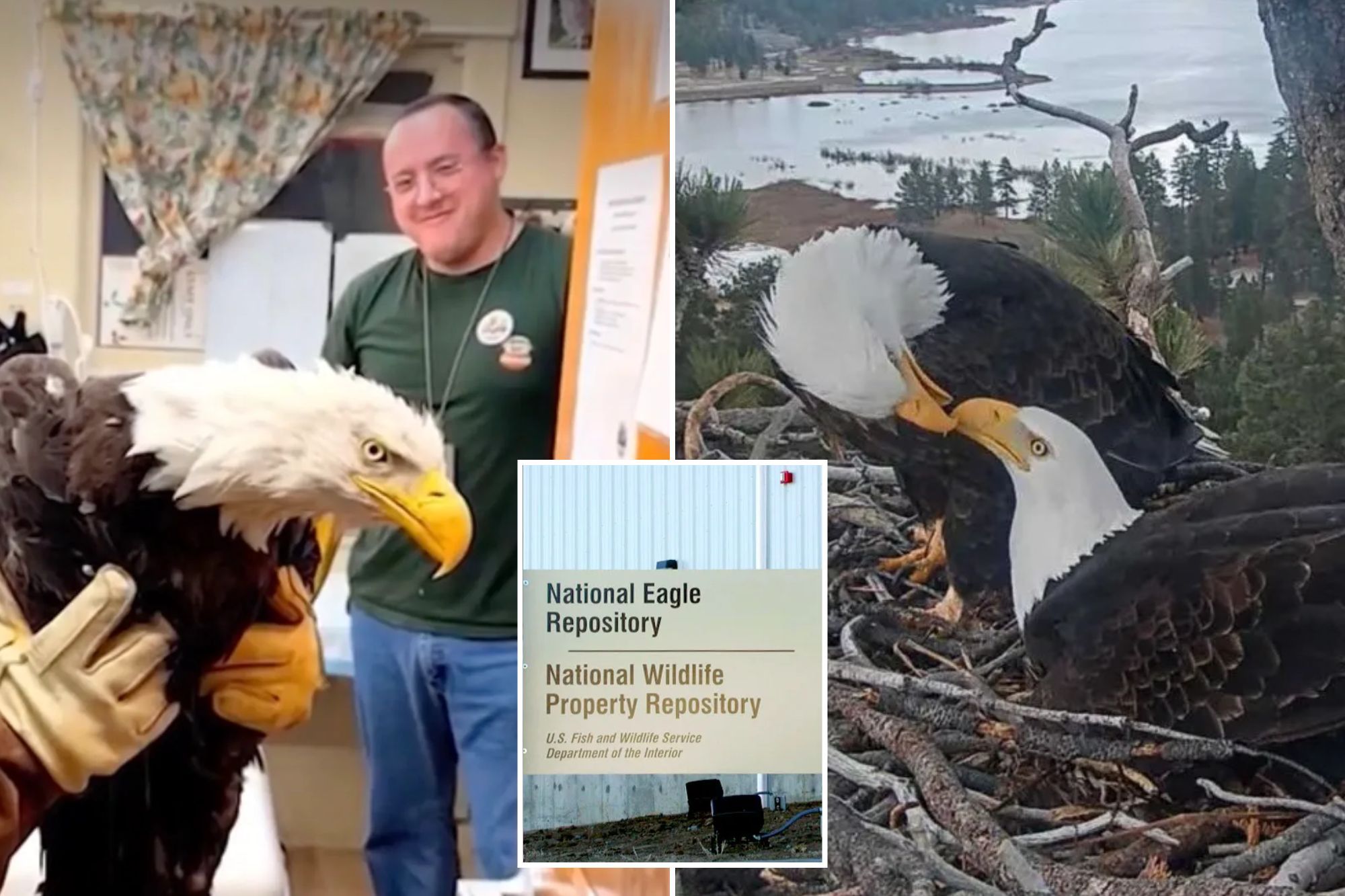 Native tribes inherit remains of California’s celebrity eagle as fans turn on each other: ‘People get too involved’