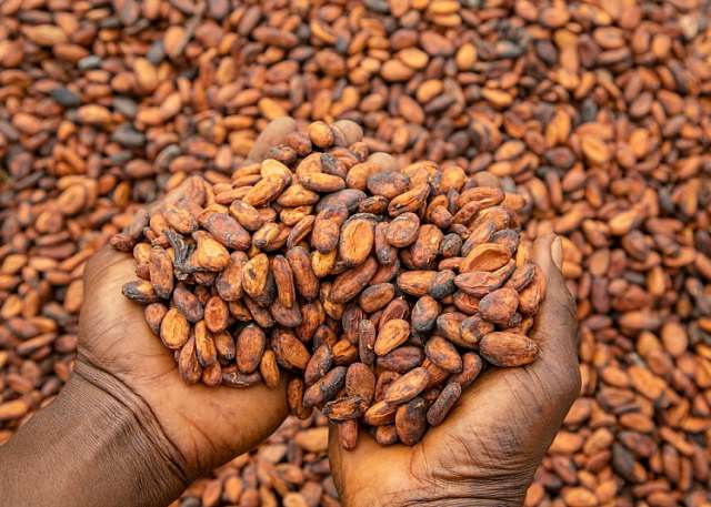 CMC launches 24-hour cocoa operations
