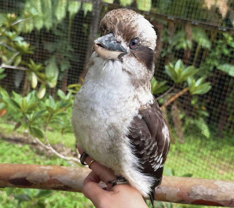 Hilo zoo collects over $500K after implementing fees
