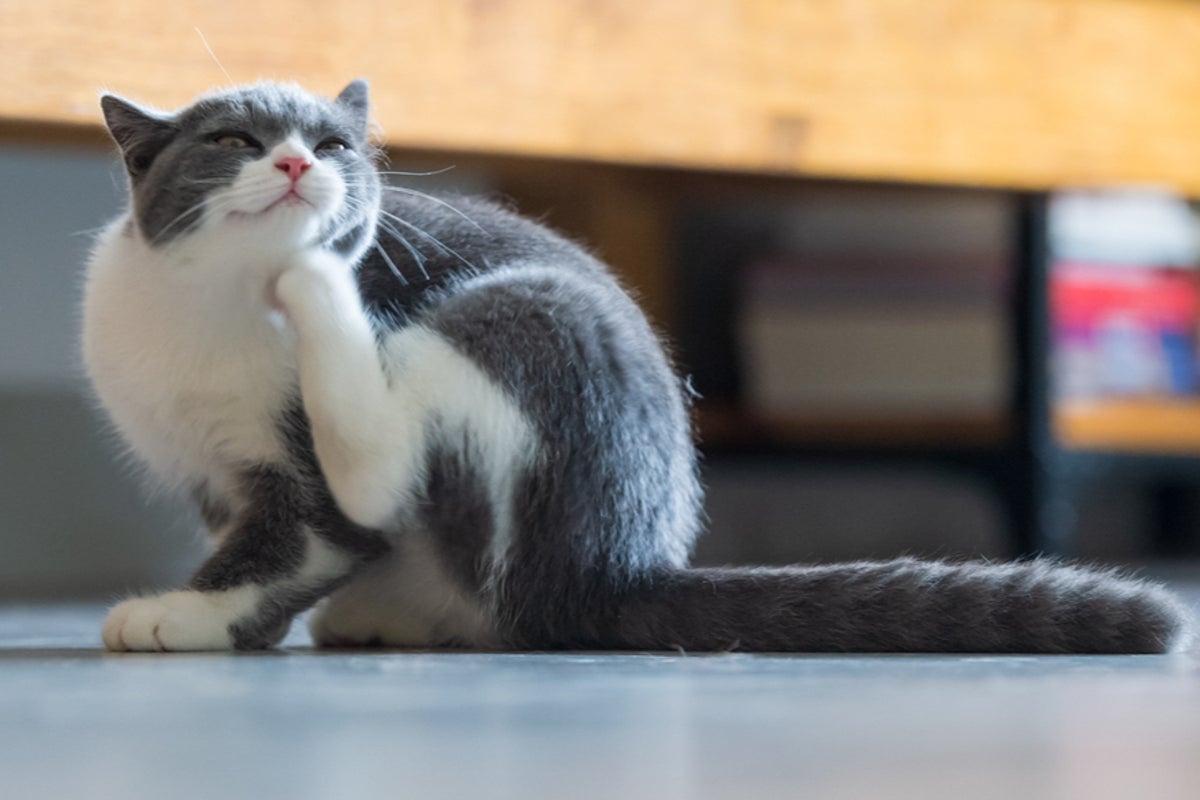 The TikTok ‘hacks’ that could be putting your pet’s life at risk