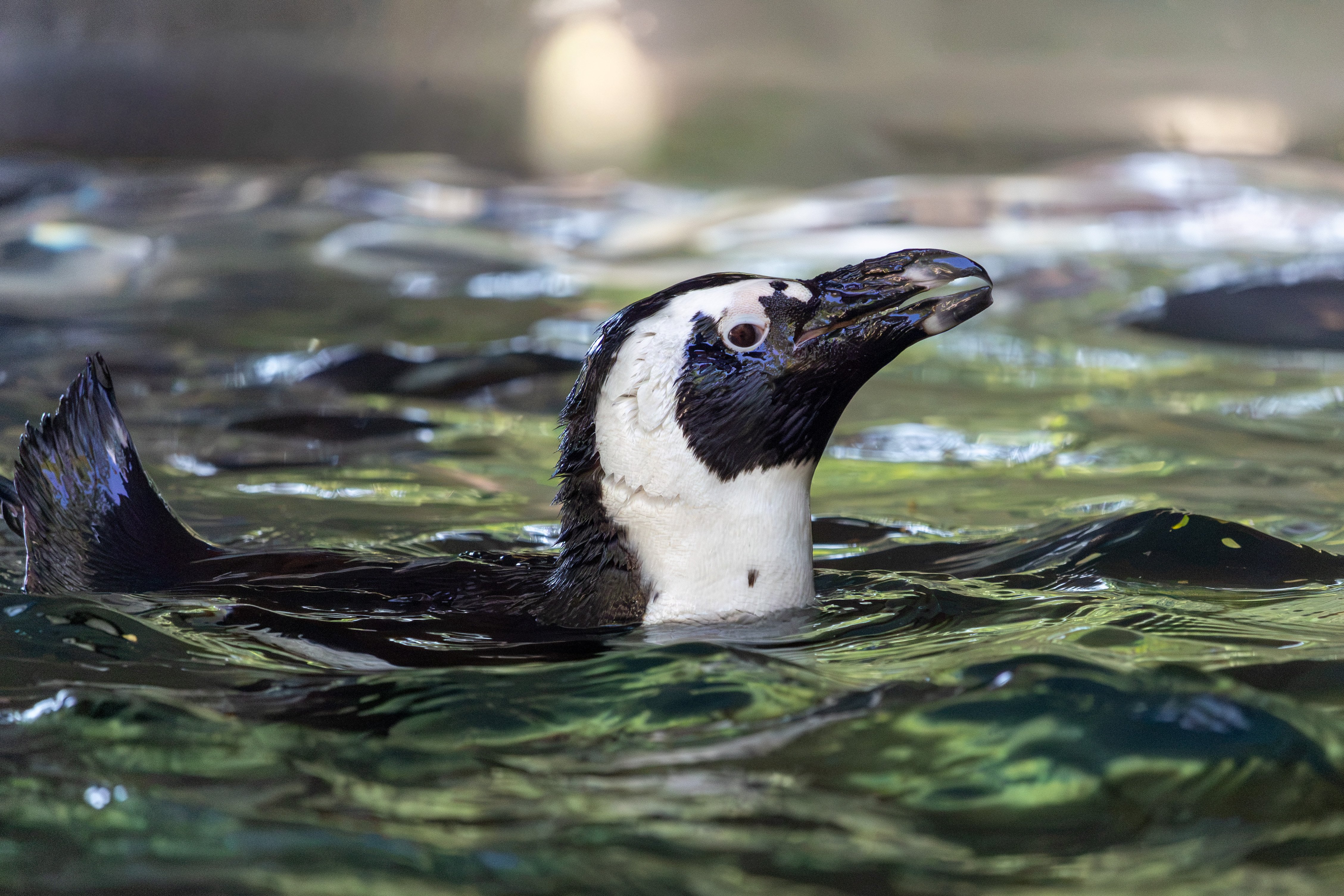 Last chance to see penguins at Dallas Zoo, for now