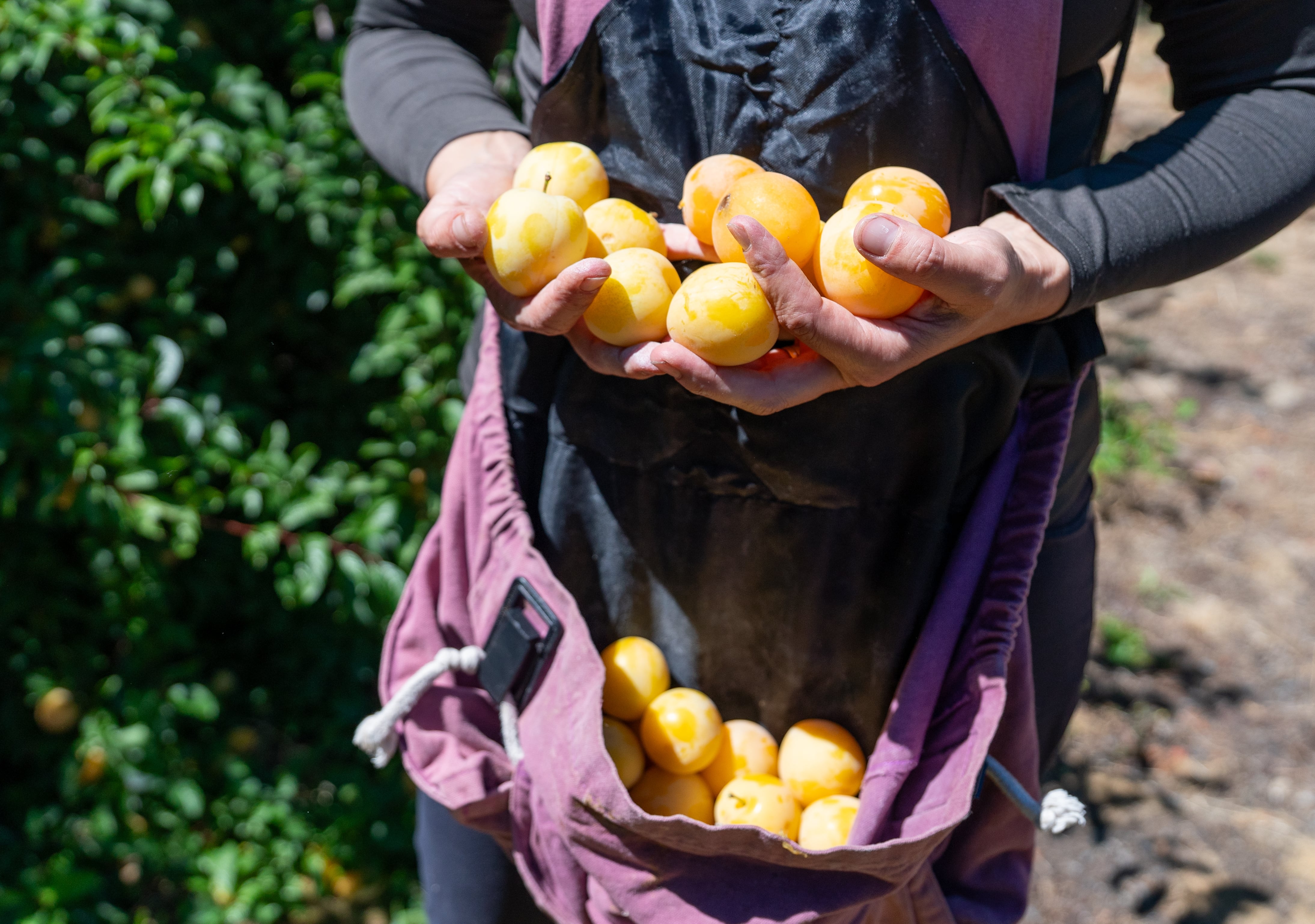 A Portland nonprofit takes fruit gleaning into backyards, parking strips and public parks