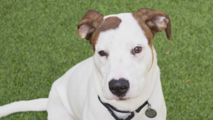PAWS Chicago Pet of the Week: January