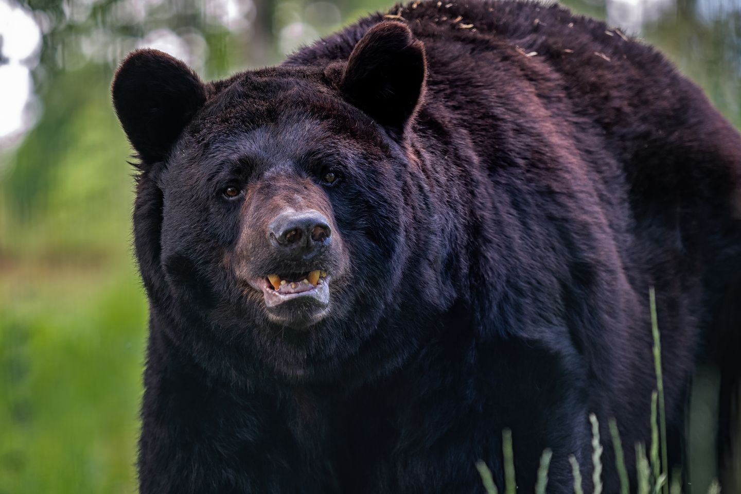 Black bear dies after getting trapped inside car in Colorado
