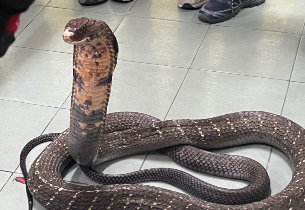Temerloh snake demo ends in tragedy as officer dies after king cobra bite