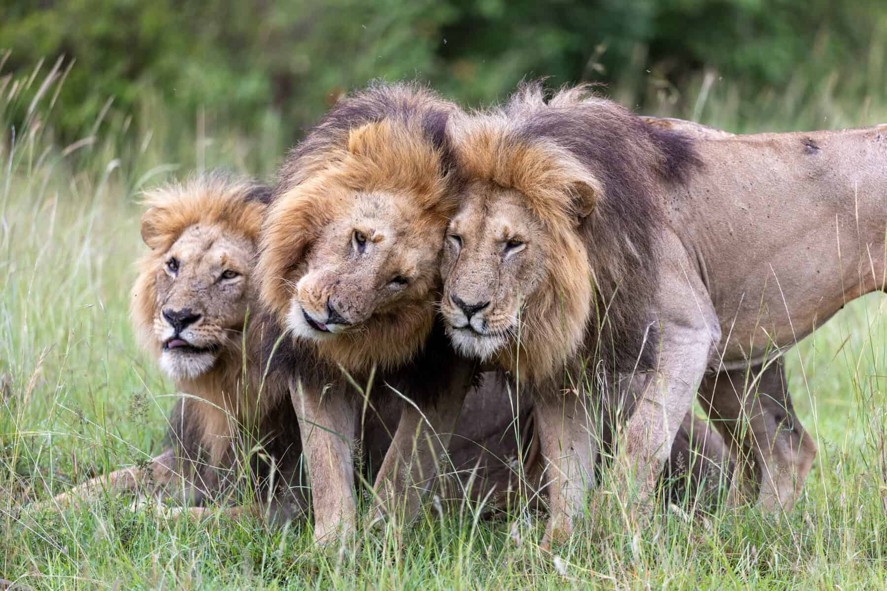 Five things Lion director Faith Musembi learnt about life from the pride