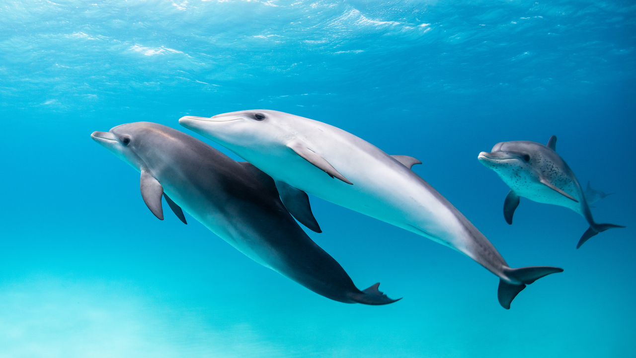 Do other animals call each other by name?